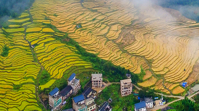 俯瞰梯田秋色濃：大地鋪金 稻谷豐收